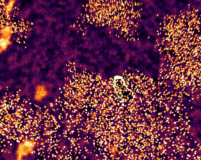 understory fire fragmenting through a conifer stand — truth boxes from the sim, not a labeler.